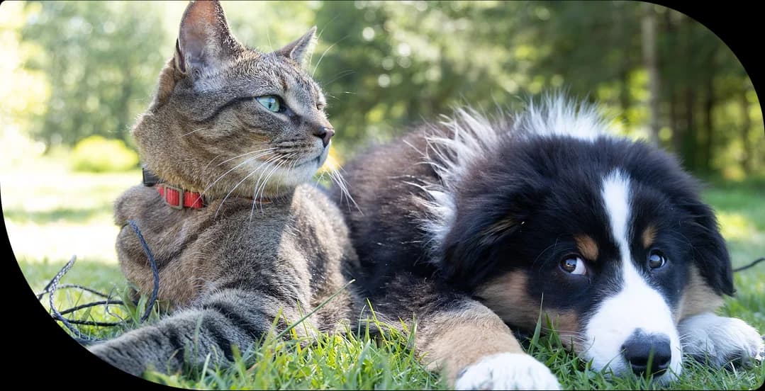 Dos perros en el parque